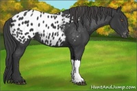 Horse Color:Black Appaloosa