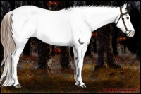 Horse Color:Chestnut Sabino Appaloosa 