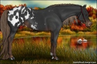 Horse Color:Liver Chestnut Appaloosa 