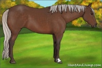 Horse Color:Silver Bay 