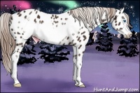 Horse Color:Liver Chestnut Sabino Splash Frame Appaloosa 