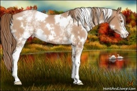 Horse Color:White Spotted Brown Pearl 