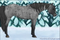 Horse Color:Blue Roan Varnish