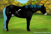 Horse Color:Painted Buckskin Ice Appaloosa 