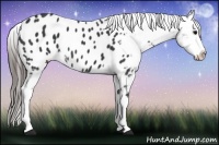Horse Color:Black Appaloosa 