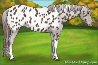 Horse Color:Liver Chestnut Tobiano Near Leopard 