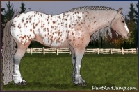 Horse Color:Brown Appaloosa and Brown Appaloosa