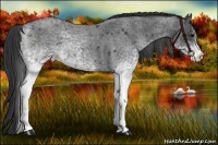 Horse Color:White Spotted Blue Roan 