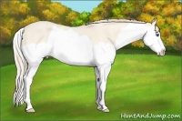 Horse Color:Perlino Dun Splash