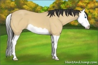 Horse Color:Buckskin Dun Splash 