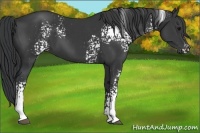 Horse Color:White Spotted Black 