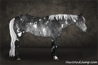 Horse Color:White Spotted Silver Brown Chinchilla Ice 