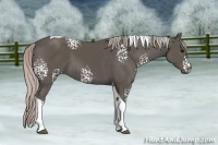 Horse Color:White Spotted Silver Black Tobiano 