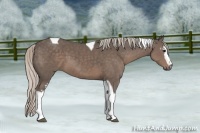 Horse Color:White Spotted Silver Black Tobiano 
