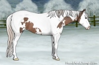 Horse Color:White Spotted Silver Black Splash Tobiano 