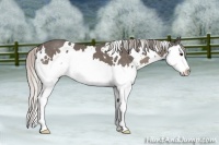 Horse Color:White Spotted Silver Black Splash