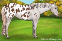 Horse Color:Chestnut Appaloosa 