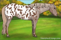 Horse Color:Chestnut Appaloosa 