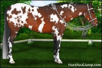 Horse Color:White Spotted Bay Appaloosa