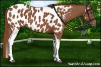 Horse Color:Chestnut Tobiano Near Leopard 