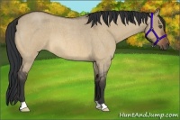 Horse Color:Bay Roan Dun 