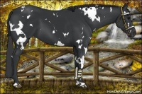 Horse Color:White Spotted Black
