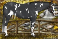 Horse Color:White Spotted Black Splash