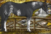 Horse Color:White Spotted Black