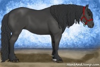 Horse Color:Black 