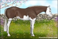 Horse Color:Liver Chestnut Splash 