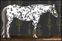 Horse Color:Black Near Leopard 