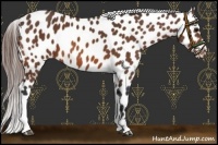 Horse Color:Bay Near Leopard 