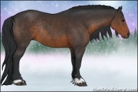 Horse Color:Brown Rabicano 