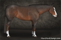Horse Color:Liver Chestnut Splash 