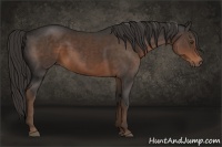 Horse Color:Liver Chestnut Rabicano 