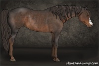 Horse Color:Liver Chestnut Rabicano