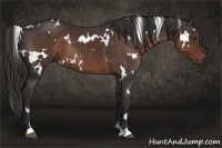 Horse Color:White Spotted Liver Chestnut Rabicano 