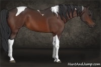 Horse Color:Bay Tobiano 
