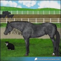 Horse Color:Black 
