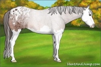 Horse Color:Bay Splash Appaloosa 