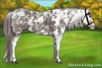 Horse Color:Liver Chestnut Ice Sabino 