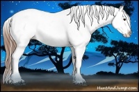 Horse Color:Brown Appaloosa