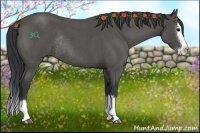 Horse Color:Blue Roan Splash Rabicano 