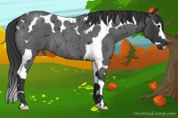 Horse Color:Blue Roan Splash Tobiano