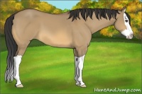 Horse Color:Buckskin Dun Splash 