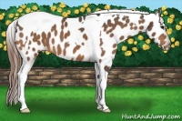 Horse Color:Buckskin Tobiano Near Leopard 
