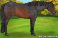 Horse Color:Brown Appaloosa