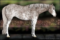 Horse Color:White Spotted Silver Black 