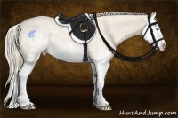 Horse Color:White Spotted Perlino Splash 
