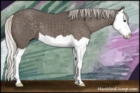 Horse Color:Silver Black Splash 